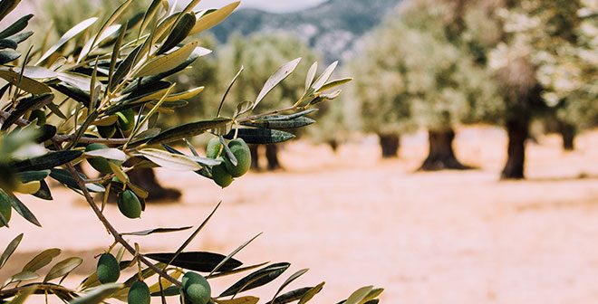 SIERRA DE LAS NIEVES PARTICIPA EN EL PROYECTO EN RED DIÁLOGOSRB.net. Conocimientos prácticos para un desarrollo sostenible